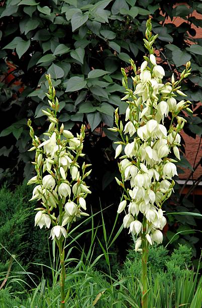 istock yucca plants blooming in my garden 179016456