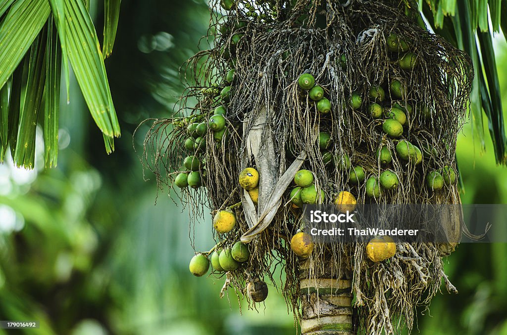 Betel palmo. - Foto stock royalty-free di Masticare