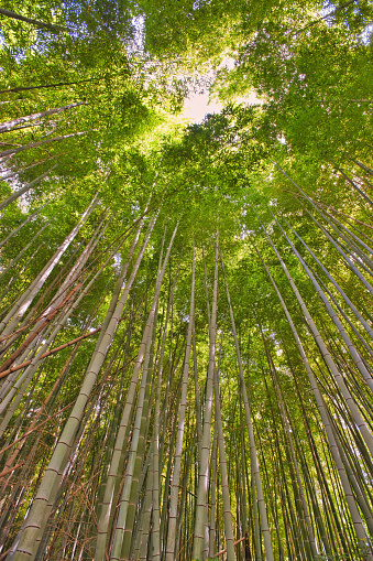 Looking upwards through a canopy of tall bamboo trees