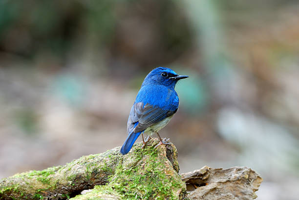 istock male hainan blue flycatcher 179016765
