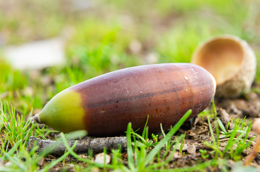 Forest Echoes: Macro of an Acorn Resting on the Ground in the Dehesa.