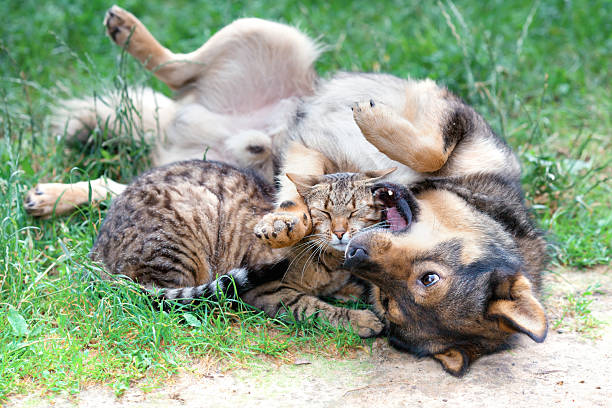 istock Dog and cat playing on the grass 179016778