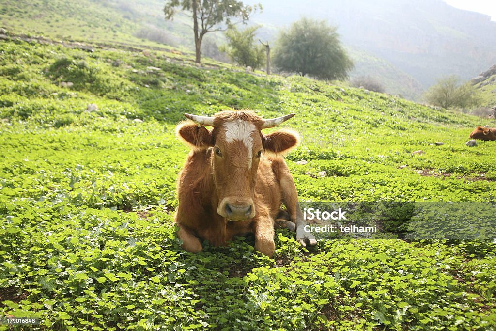 Vaca e verde - Foto de stock de Agressão royalty-free