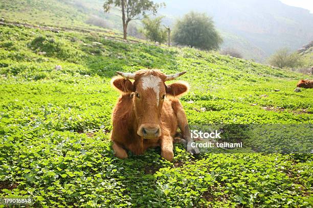 Foto de Vaca E Verde e mais fotos de stock de Agressão - Agressão, Alimentar, Ameaças