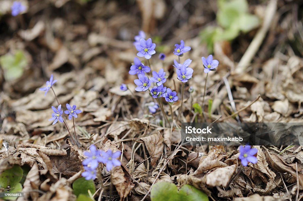 Inizio della primavera fiore hepatica - Foto stock royalty-free di Ambientazione esterna