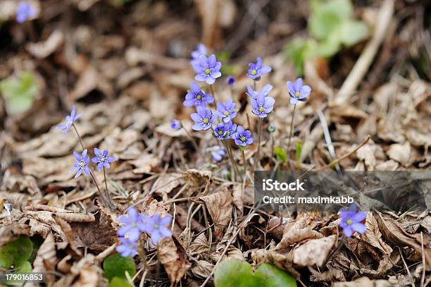 Inizio Della Primavera Fiore Hepatica - Fotografie stock e altre immagini di Ambientazione esterna - Ambientazione esterna, Bellezza, Blu