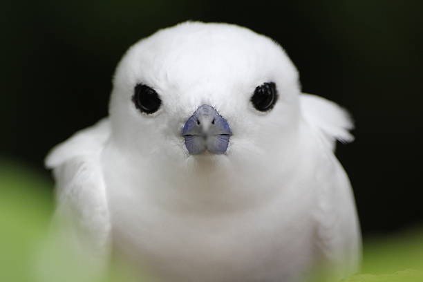 istock White Tern (Gygis alba), Cousin Island, Seychelles, Indian Ocean 179017031