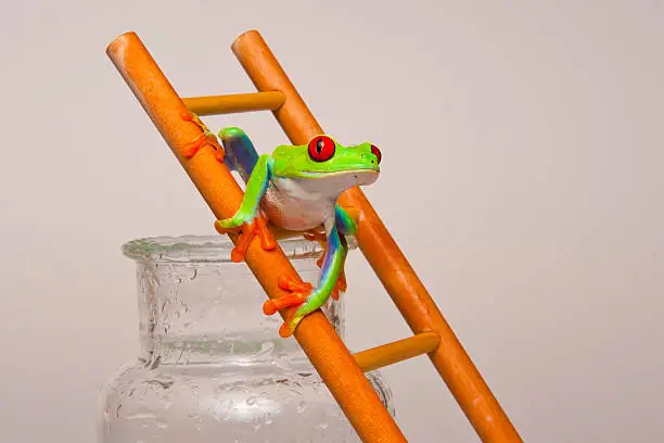 A red-eyed frog climbs a ladder