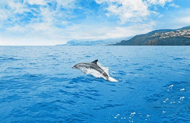 Jumping dolphin stock photo