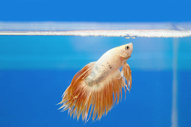 사각의 고기잡이, betta splendens - siamese fighting fish tropical fresh water fish fishbowl fighting fish 뉴스 사진 이미지