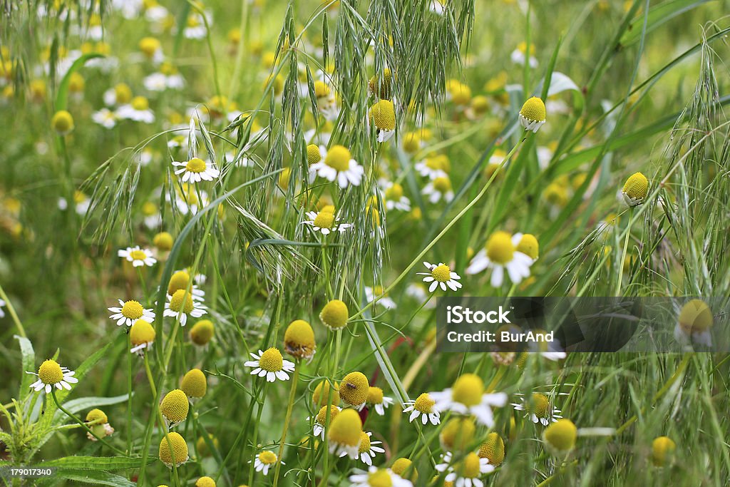 daisywheel auf dem Feld - Lizenzfrei Abstrakt Stock-Foto