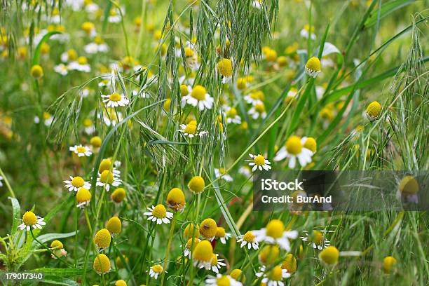 Daisywheel Auf Dem Feld Stockfoto und mehr Bilder von Abstrakt - Abstrakt, Baumblüte, Blatt - Pflanzenbestandteile