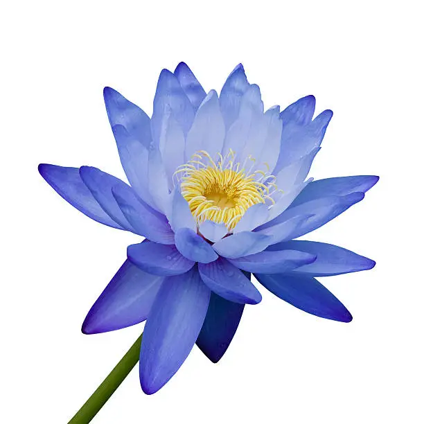 Blue Water-lily isolated on white background