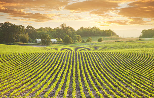 Soybean field at sundown stock photo