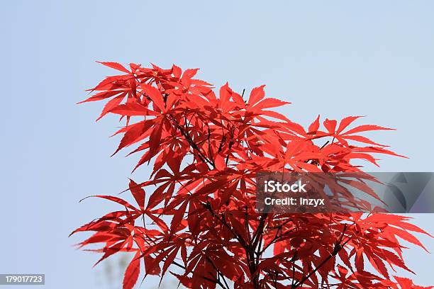 Foto de De Maple e mais fotos de stock de Agricultura - Agricultura, Azul, Biologia