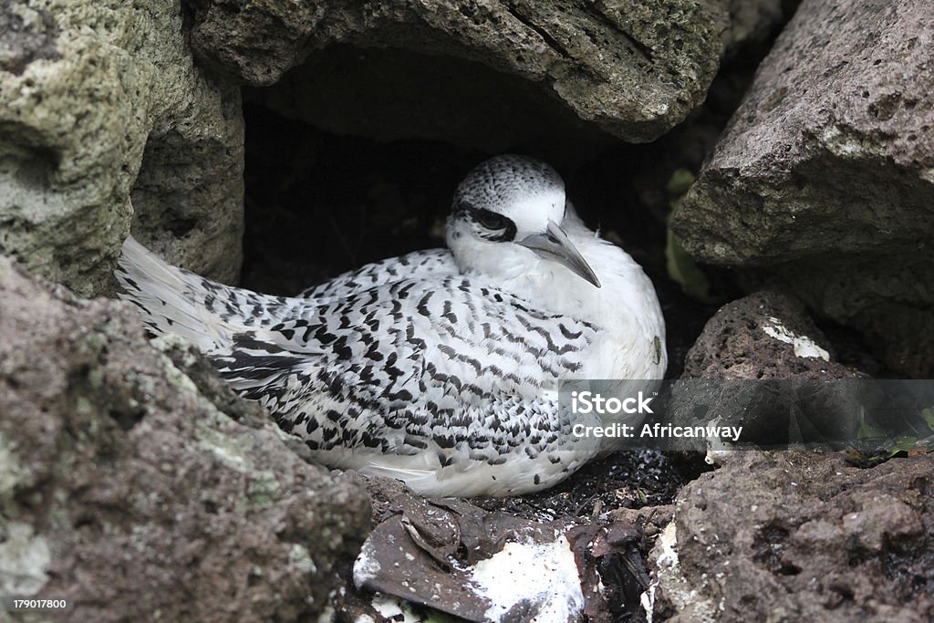 シラオネッタイチョウ、いとこ島、セーシェル諸島 - アフリカのロイヤリティフリーストックフォト