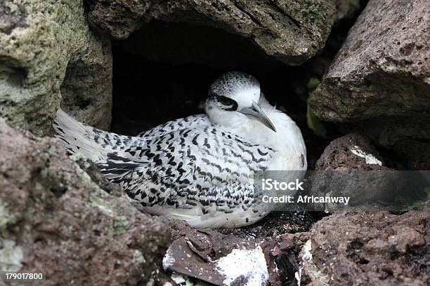 Whitetailed Tropicbird Wyspa Cousin Seszele - zdjęcia stockowe i więcej obrazów Afryka - Afryka, Afryka Wschodnia, Bez ludzi