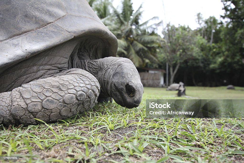 Aldabra-Riesenschildkröte, Aldabrachelys gigantea, Seychellen - Lizenzfrei Afrika Stock-Foto