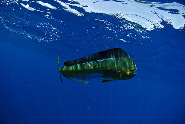 istock Dolphin fish swimming underwater in ocean 179017872