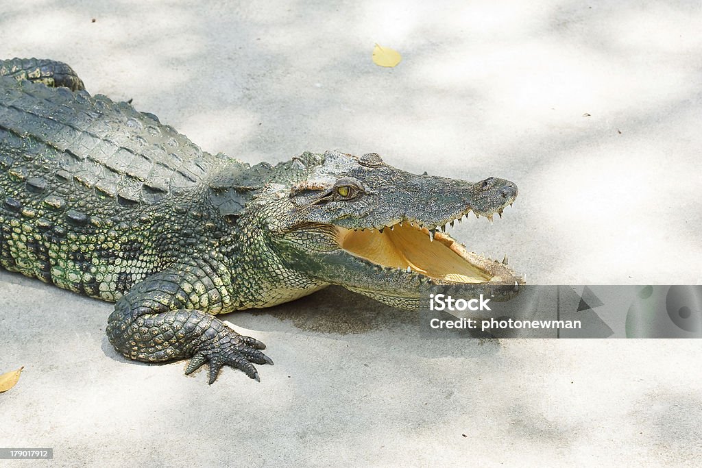 Krokodilleder - Lizenzfrei Echte Krokodile Stock-Foto