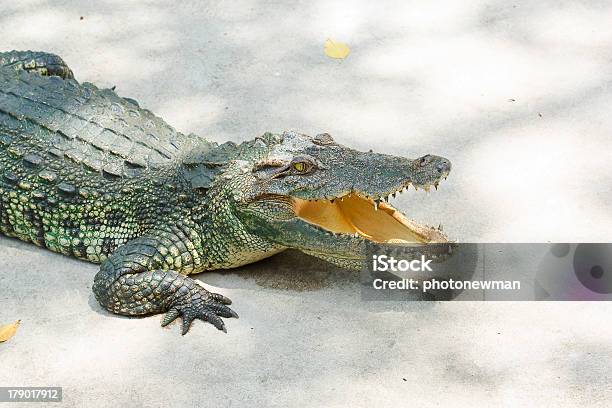 Krokodilleder Stockfoto und mehr Bilder von Echte Krokodile - Echte Krokodile, Einzelnes Tier, Extreme Nahaufnahme