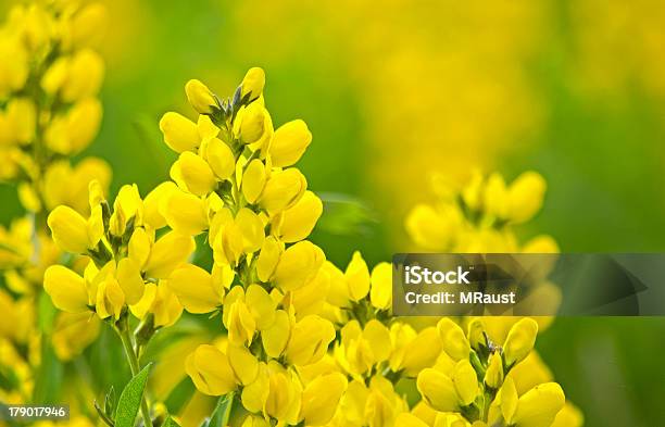Golden Die Wildblumen Im Sommer Stockfoto und mehr Bilder von Baumblüte - Baumblüte, Bildhintergrund, Bildschärfe