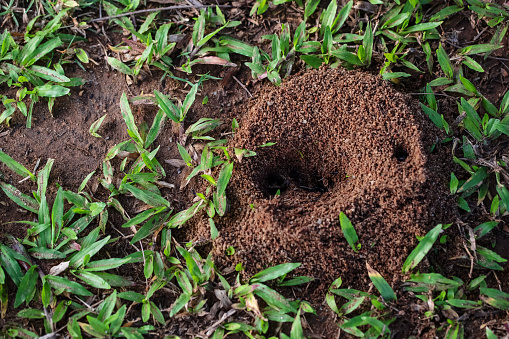 Ant hill in brown soil