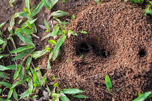 Anthill in soil, close-up image