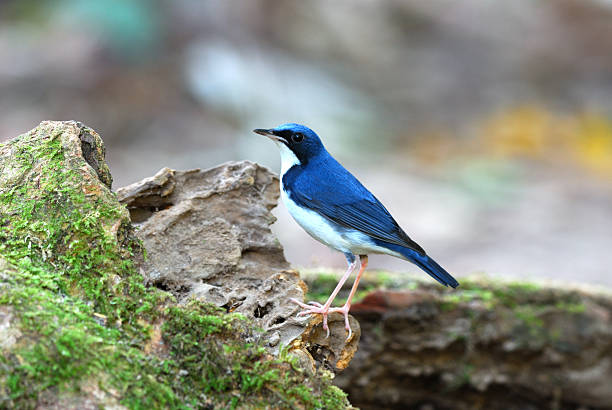 istock male siberian blue robin 179018084