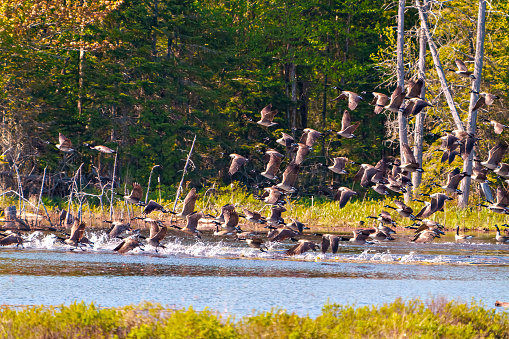 Group of Canada Geese landing in water with evergreen  trees background in their environment and habitat surrounding.  Flock of birds.