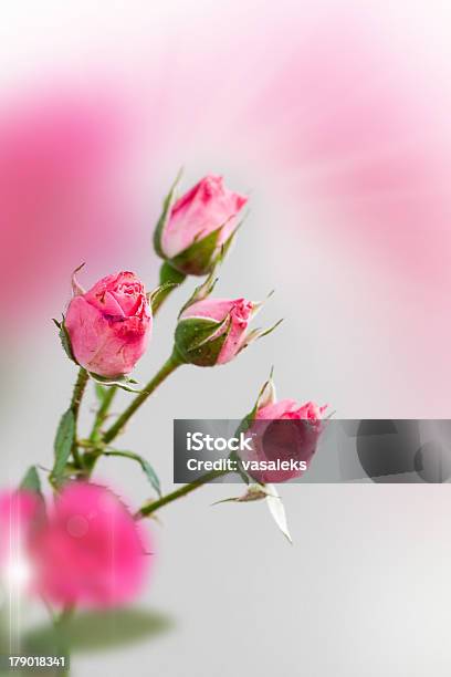 Foto de Composição Com Rosas e mais fotos de stock de Aniversário - Aniversário, Bouquet, Cartão de Aniversário