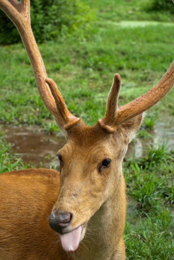 Close up of the swamp deer 