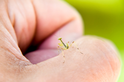 Larva of the mantis. Nymph mantis, Growing insect. Mantis on your finger.