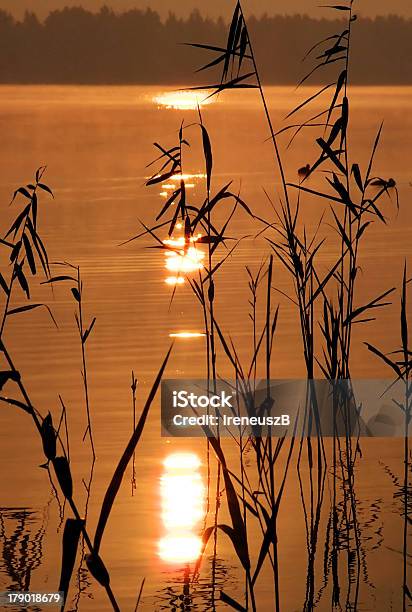 Восход Солнца На Озеро — стоковые фотографии и другие картинки Аир - Аир, Без людей, Вертикальный