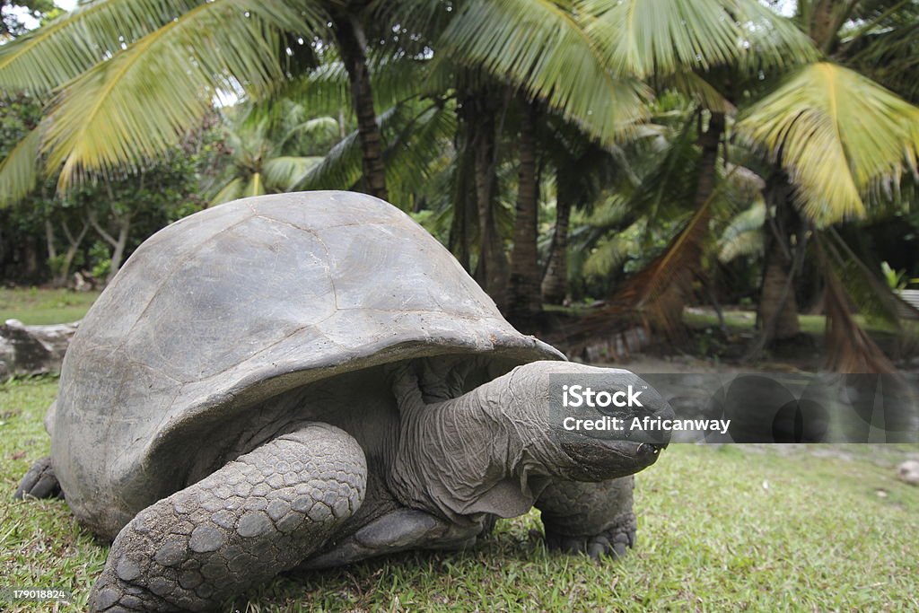 Aldabra Żółw olbrzymi, Aldabrachelys gigantea z Seszeli - Zbiór zdjęć royalty-free (Afryka)