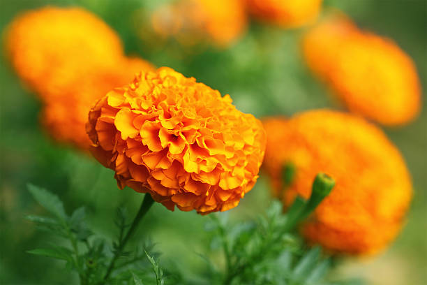 istock Macro of Marigold flower 179018890