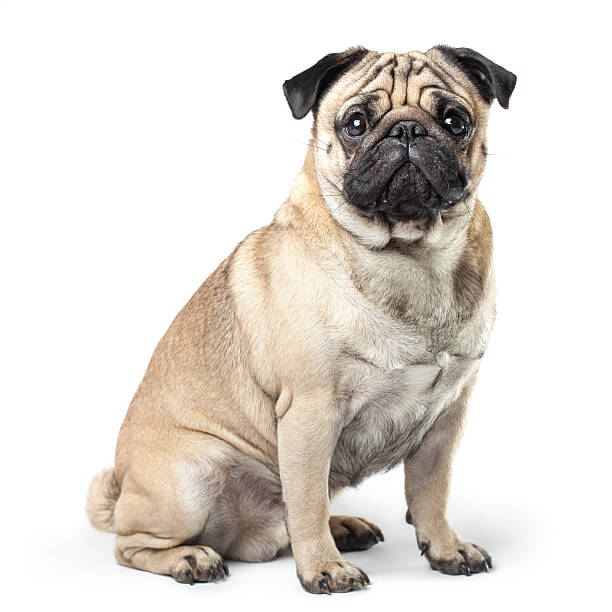 istock Sitting pug in front of a white background 179019118