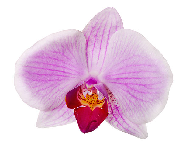 istock single light pink orchid flower with strips 179019133