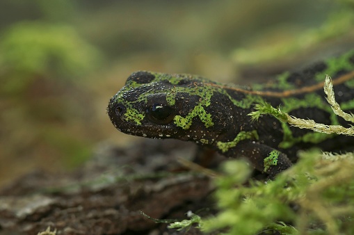 Natural closeup on the green Marbled newt ,Triturus marmoratus sitting on wood