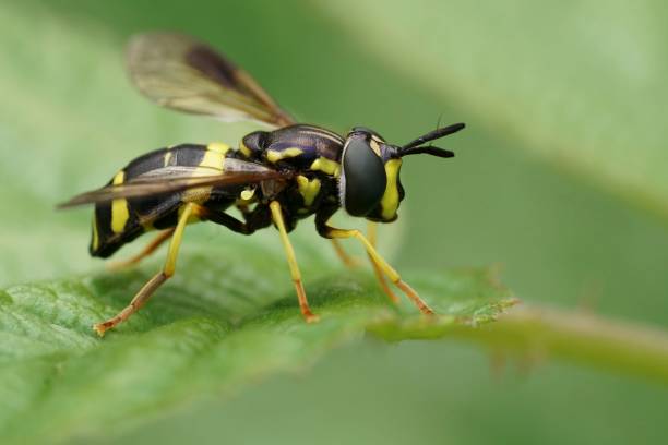 istock Closeup on a colorful Two-banded Spearhorn hoverfly, Chrysotoxum bicinctum 1790192198
