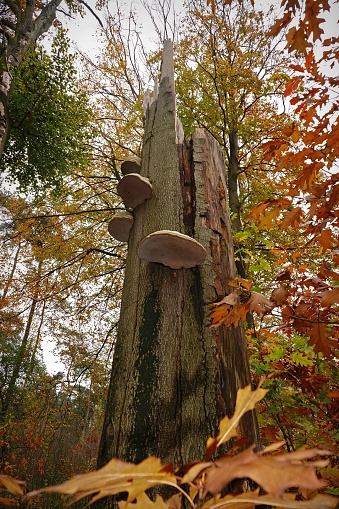 Natural vertical closeup on a tinder fungus, Fomes fomentarius on a dead beech tree