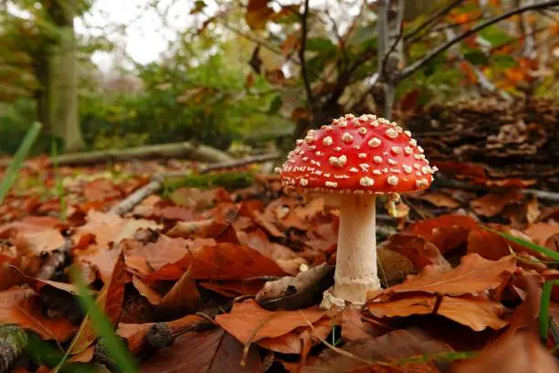 Photo of Closeup on a signle fresh brilliant red and white spotted Fly agaric, Amanita muscaria,