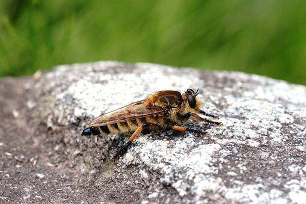 istock Helophilus virgatus 179019301