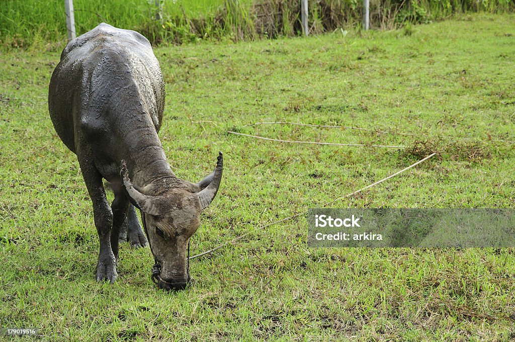 Buffalo comendo grama em um Prado - Foto de stock de Agricultura royalty-free