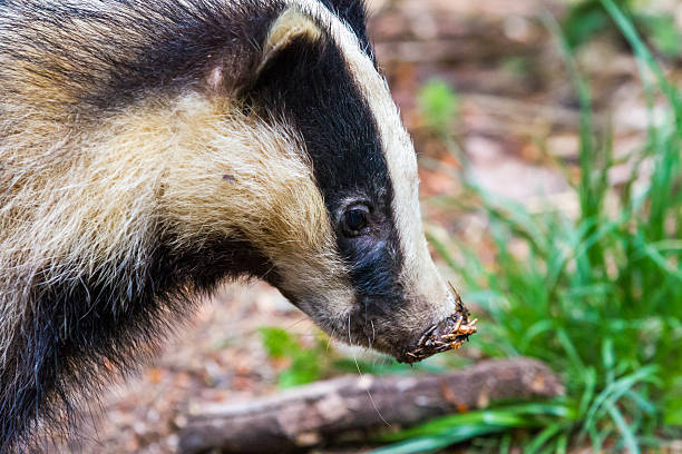 istock European badger,dassen 179019522