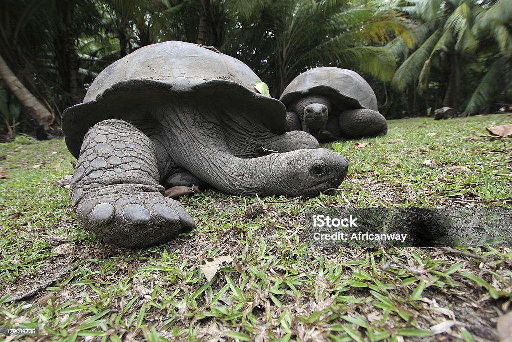 Tartaruga gigante de Aldabra, Aldabrachelys gigantea, Seychelles - Royalty-free Animal Foto de stock