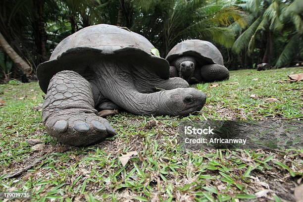 Tartaruga Gigante De Aldabra Aldabrachelys Gigantea Seychelles - Fotografias de stock e mais imagens de Animal
