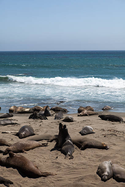 Sea lions at the california coast stock photo