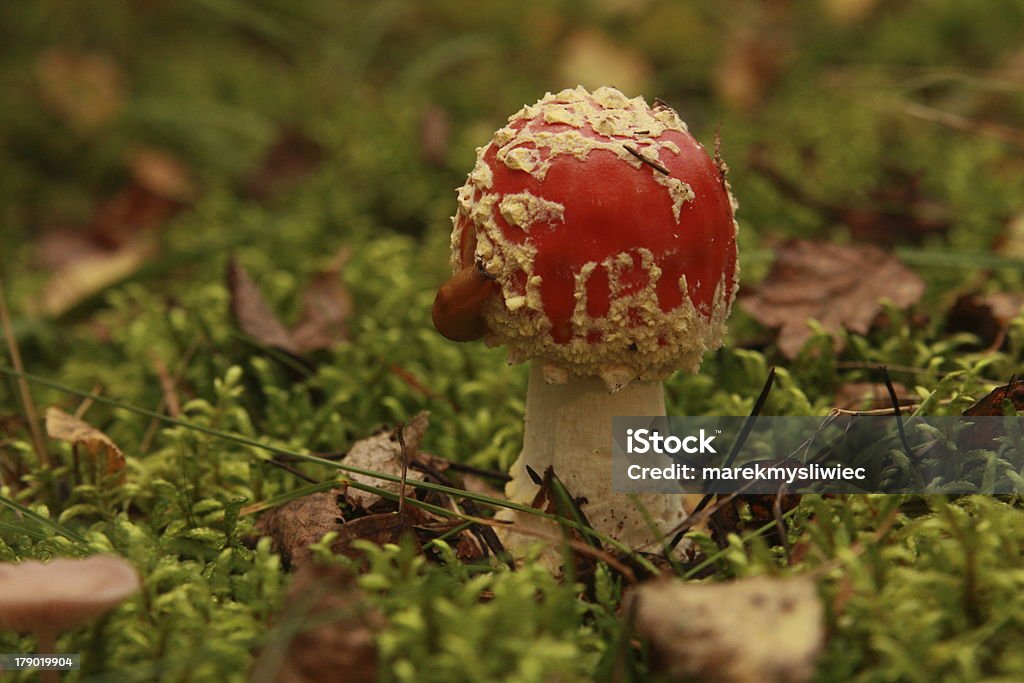 Falsa oronja en la hierba. - Foto de stock de Alimento libre de derechos