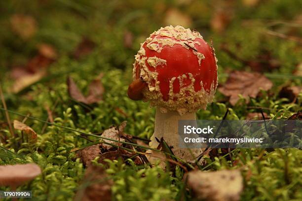Cogumelo Agárico Em Relva - Fotografias de stock e mais imagens de Alimentação Saudável - Alimentação Saudável, Apanhar cogumelos, Boletus Sp